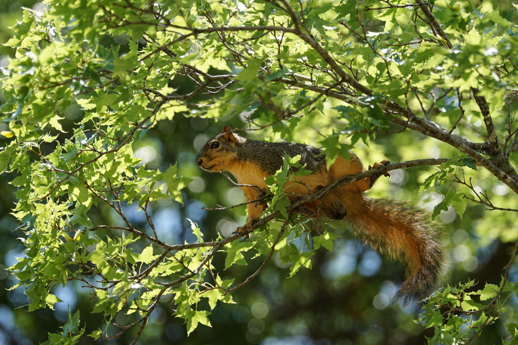 Squirrel
